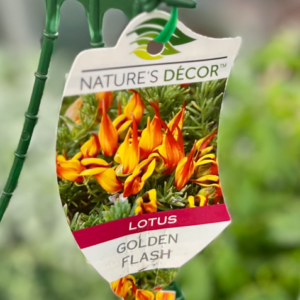 LOTUS 'Golden Flash'