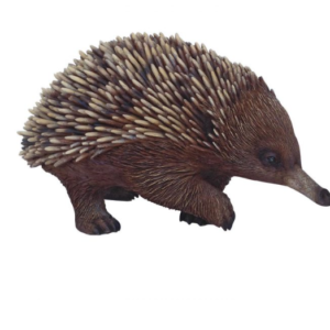 Echidna