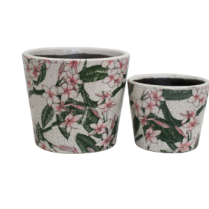 Pot- Frangipani