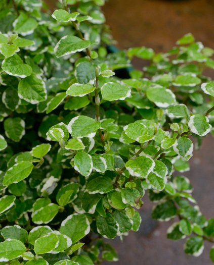 FICUS pumila 'Ice Caps' (Climbing/Creeping Fig) - Echuca Moama Plant Farm