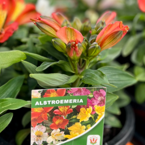 ALSTROEMERIA Varieties
