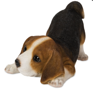 Beagle Laying