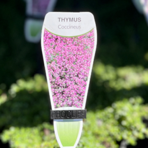 THYMUS coccineus (Pink Creeping Thyme)