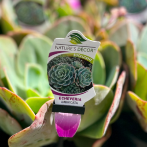 ECHEVERIA imbricata