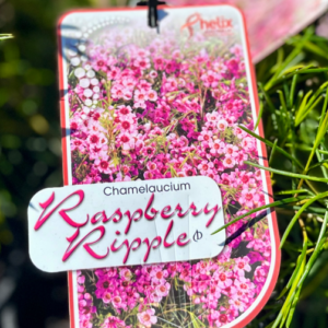 CHAMELAUCIUM 'Raspberry Ripple' (Waxflower)