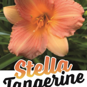 HEMEROCALLIS 'Stella Tangerine' (Daylily)