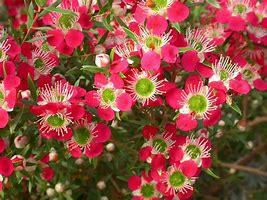 Leptospermum 'Outrageous'
