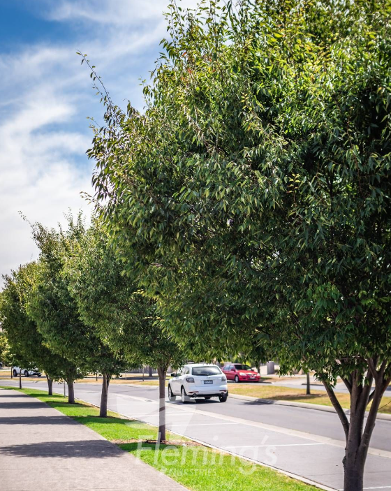 ZELKOVA 'Green Vase' - Echuca Moama Plant Farm