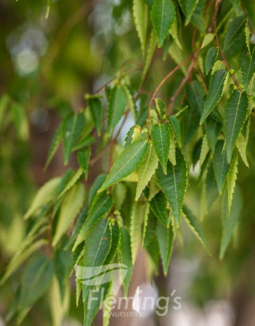 ZELKOVA 'Green Vase' - Echuca Moama Plant Farm