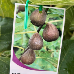 FIG 'Black Genoa'