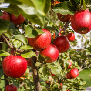 APPLE 'Jonathan'