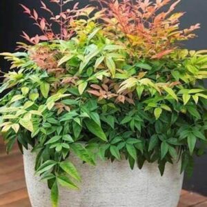 Nandina domestica 'Magical Daybreak'