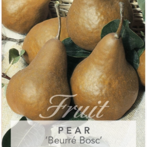 PEAR 'Beurre Bosc'