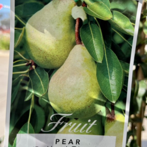 PEAR 'Packham's Triumph'