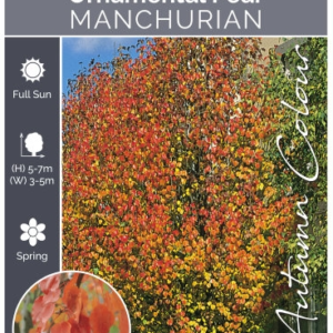 PYRUS ussuriensis 'Manchurian Pear'