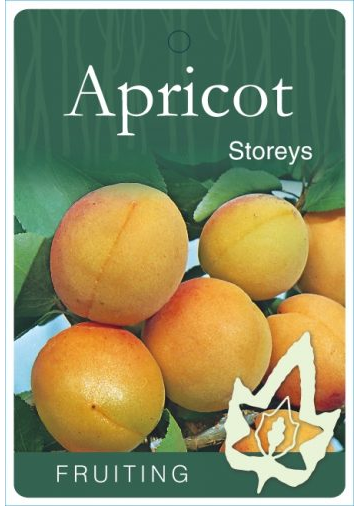 APRICOT 'Storeys' - Echuca Moama Plant Farm