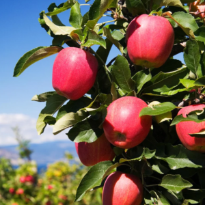 APPLE 'Pink Lady'