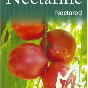 NECTARINE 'Nectared'