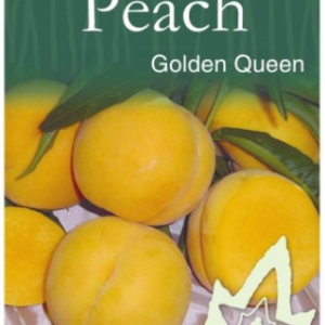 PEACH 'Golden Queen'