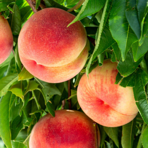 PEACH 'Elberta'