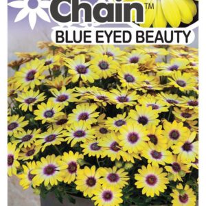 OSTEOSPERMUM ‘Blue Eyed Beauty Daisy Chain™’