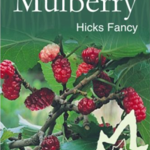 MULBERRY 'Hicks Fancy'