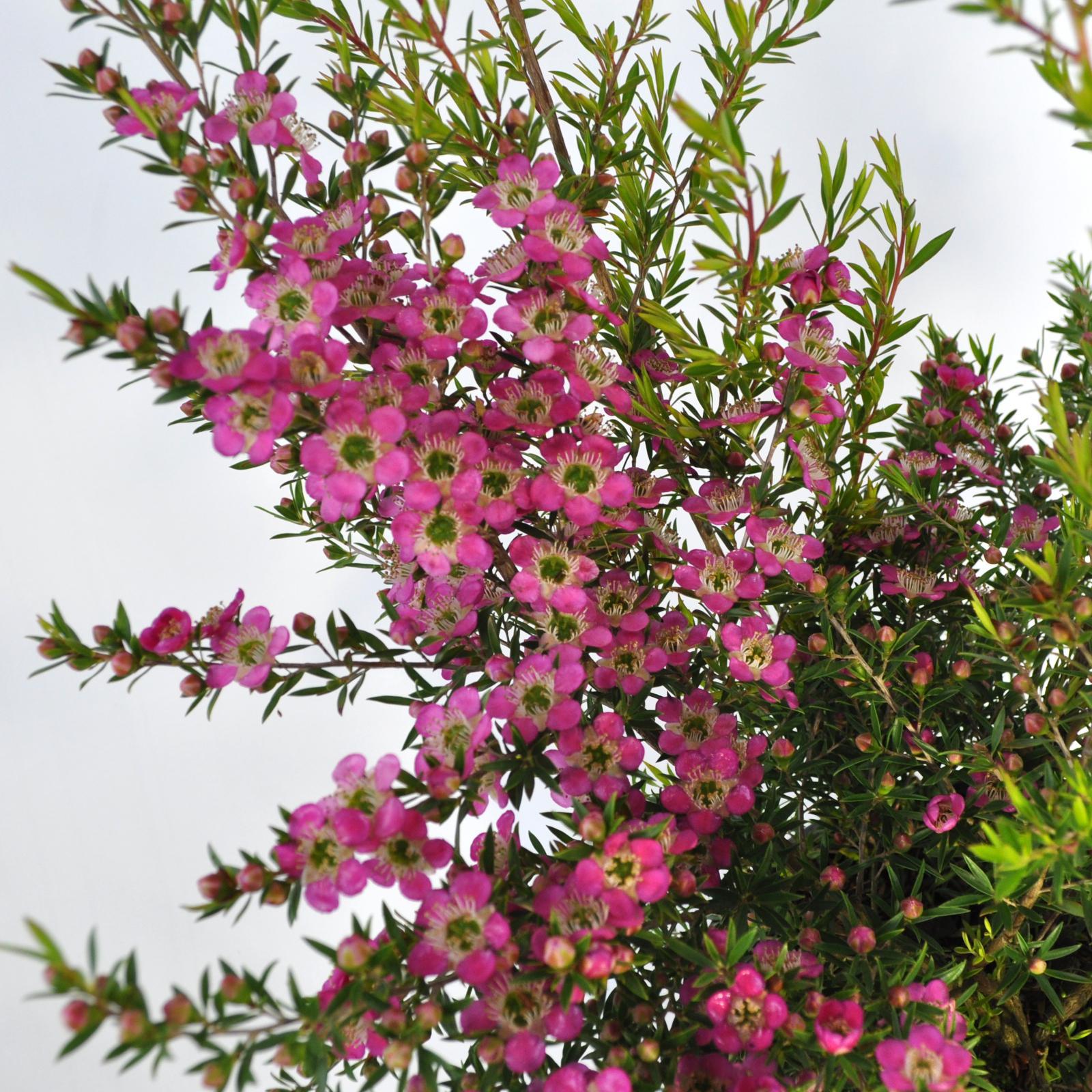 LEPTOSPERMUM 'Tickled Pink'