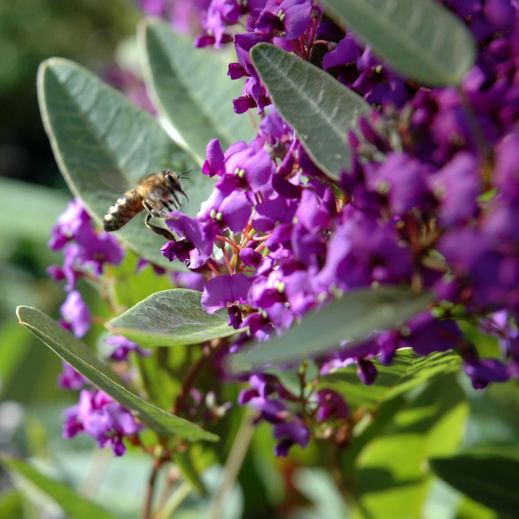 HARDENBERGIA violacea 'Purple Spray'