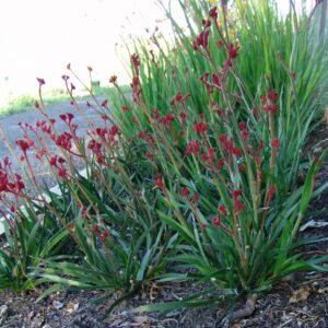 ANIGOZANTHOS 'Ruby Velvet' (Kangaroo Paw)