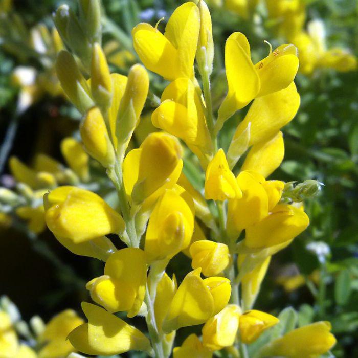 Genista yellow imp