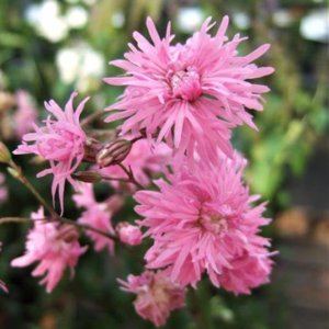 Lychnis flos-cuculi ‘Petite Jenny’