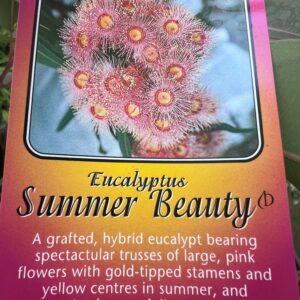 EUCALYPTUS Grafted ‘Summer Beauty’