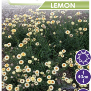 Bracteantha ‘Daisy Fields Lemon’
