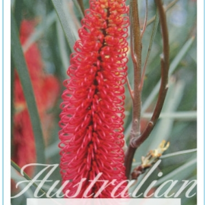 HAKEA francisiana 'Pink Pokers'