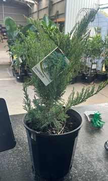 JUNIPERUS sabina