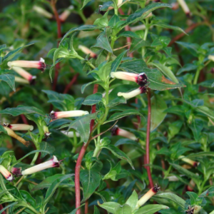 CUPHEA 'Sparkler Blueberry'