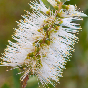CALLISTEMON 'ICY BURST'