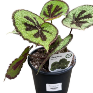 Begonia masoniana 'Rock' PBR