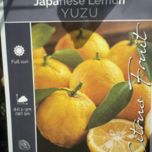 CITRUS Lemon 'Yuzu'