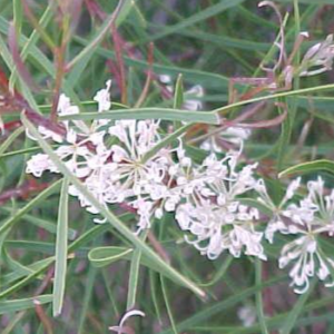Hakea saligna 'fine leaf form'