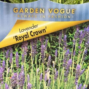 LAVENDER ' Royal Crown'