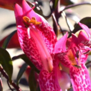 EREMOPHILIA 'Mallee Lipstick'