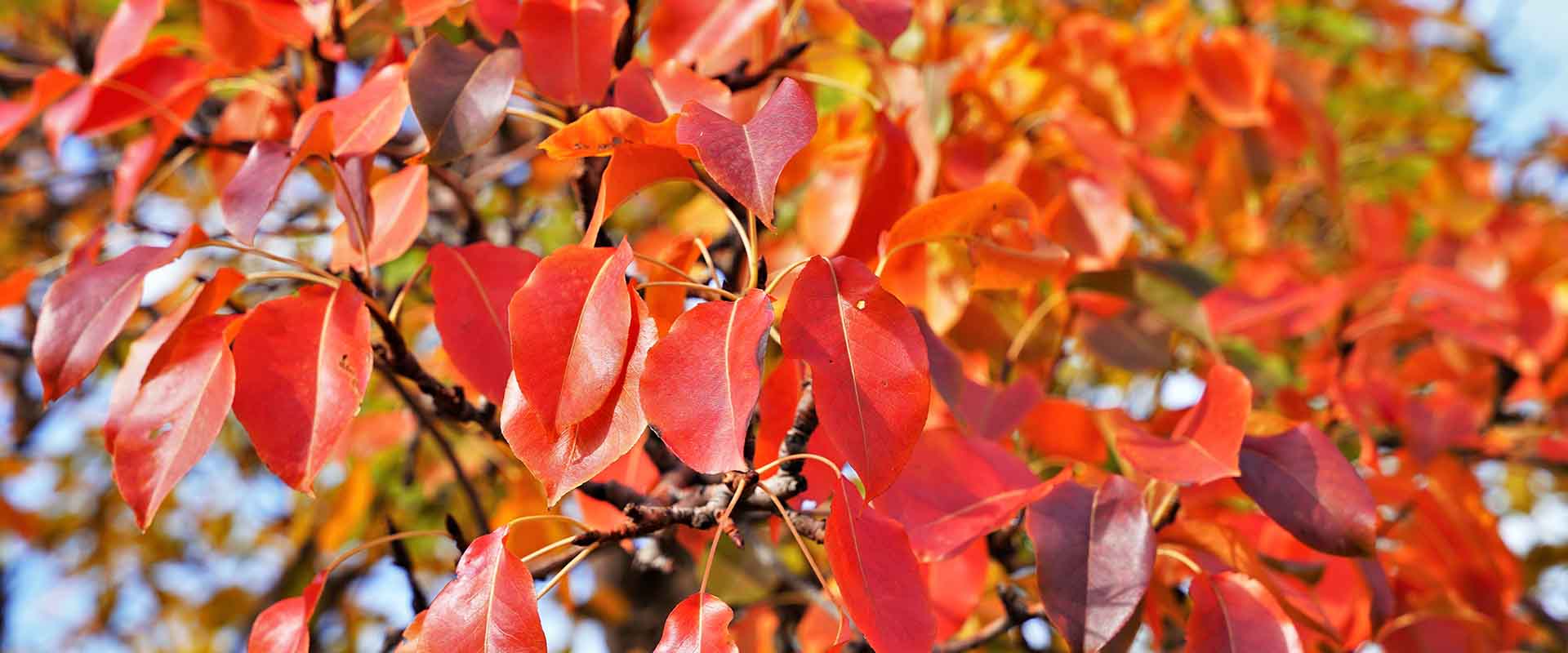 Autumn Header Plant Farm Echuca