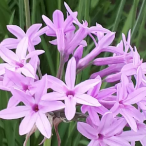 TULBAGHIA violacea Dwarf Pink