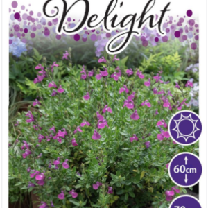 SALVIA ‘Dappled Delight’