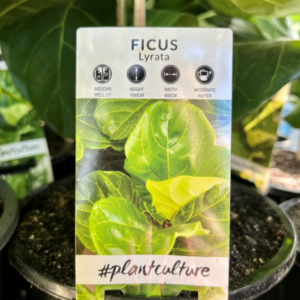FICUS lyrata 'Fiddle Leaf Fig'