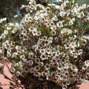 CHAMELAUCIUM 'Moonlight Delight'