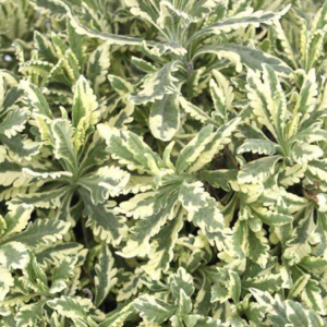 LAVANDULA Allardii 'Meerlo'