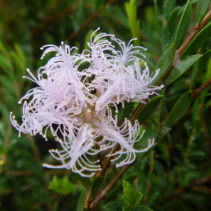 MELALEUCA 'Pink Lace'