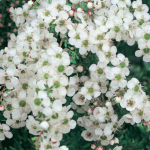 Leptospermum 'Lemon Frost'